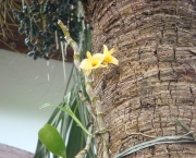 Orquídeas Plantadas (6)