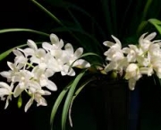 orquidia-branca-3