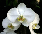 orquidia-branca-6