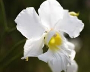orquidia-branca-9
