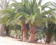 Palmeira Das Canárias (1)