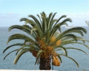 Palmeira Das Canárias (4)