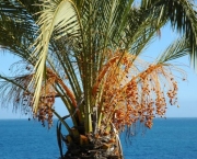 Palmeira Das Canárias (5)