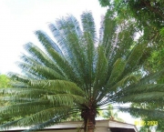 Planta Palmeira (1)