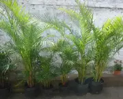 Planta Palmeira (1)