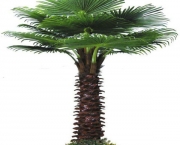 Planta Palmeira (2)