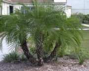 Planta Palmeira (3)