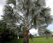 Planta Palmeira (4)