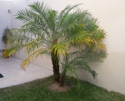 Planta Palmeira (5)