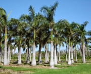 Planta Palmeira (6)