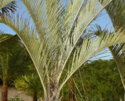 Planta Palmeira (7)