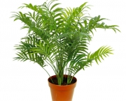 Planta Palmeira (8)
