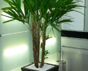 Planta Palmeira (10)