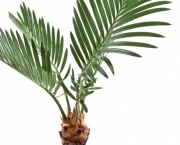Planta Palmeira (11)