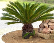 Planta Palmeira (9)