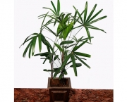 Planta Palmeira (13)
