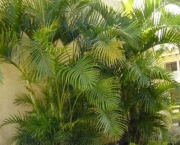 Planta Palmeira (14)