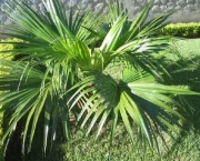 Planta Palmeira (16)