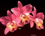 perfumes-das-flores-noturnas (9)