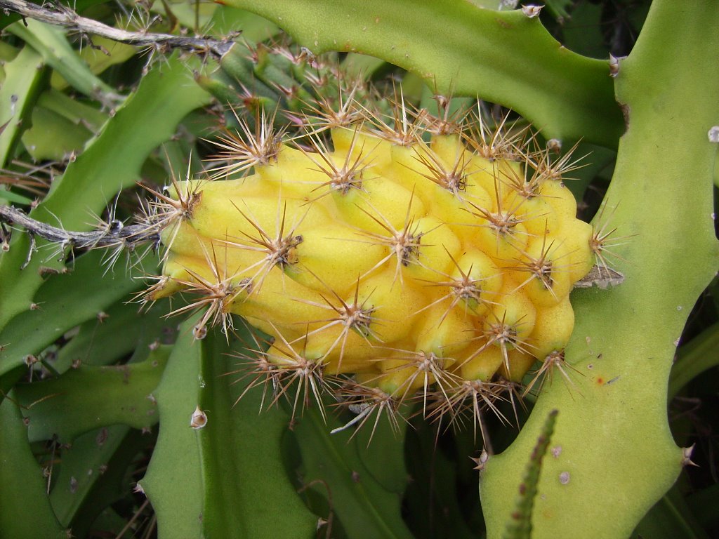 Pitaya Amarela | Flores - Cultura Mix