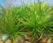 plantas-aquaticas-para-aquarios-14481-MLB138254510_9539-O