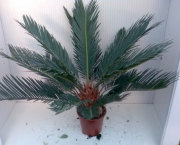 Cycas