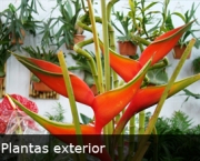 produtos-plantas-exterior