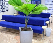 planta-licuala (4)