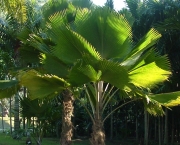 planta-licuala (5)