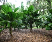 planta-licuala (9)