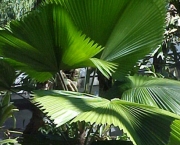 planta-licuala (16)