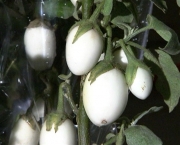 planta-ovo-a-solanum-ovigerum (17)
