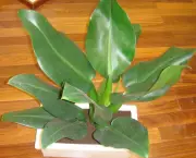 planta-pacova (4)