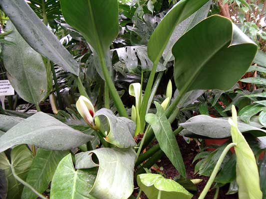 Planta Pacova: Philodendron Martianum | Flores - Cultura Mix