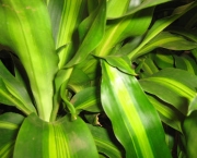 planta-pau-dagua-coqueiro-de-venus (8)