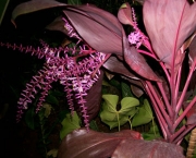 planta-pau-dagua-coqueiro-de-venus (10)