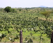 plantar-mandacaru (2)