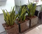 plantas-para-a-sala (8)