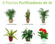 Plantas Que Têm Poder Purificador (5)