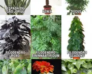 Plantas Que Têm Poder Purificador (12)