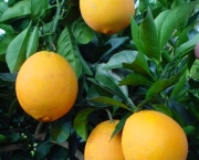 Plantio da Laranja (8)