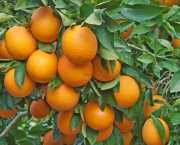 Plantio da Laranja (9)