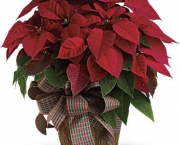 Poinsettia (1)