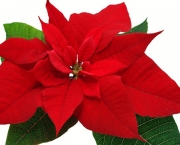 Poinsettia (2)