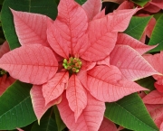 Poinsettia (3)