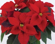 Poinsettia (4)