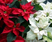 Poinsettia (5)