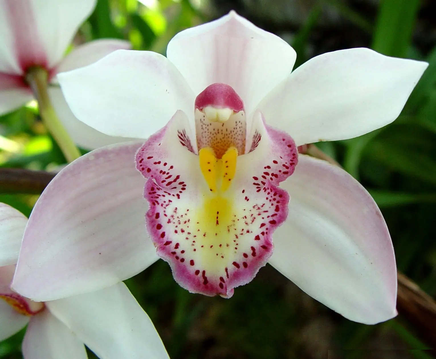 Cuidando Bem de Suas Orquídeas | Flores - Cultura Mix