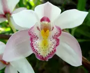 por-que-uma-orquidea-nao-floresce (2)