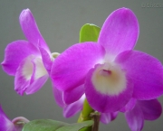 por-que-uma-orquidea-nao-floresce (5)